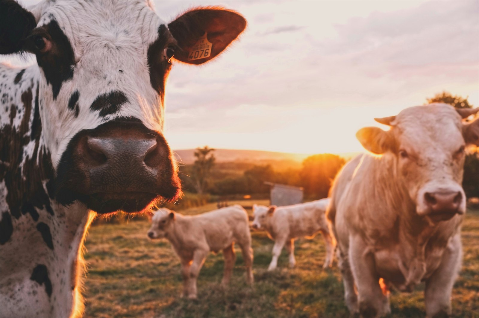 OMA Farm — cattle at sunset
