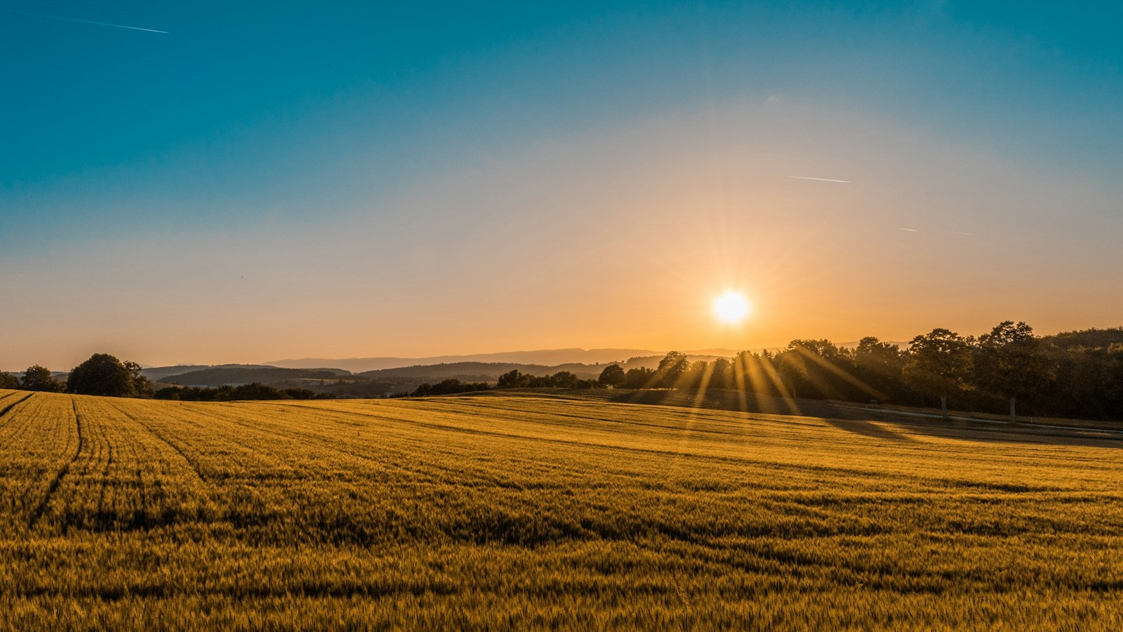Golden wheat fields